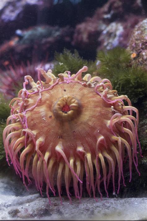 Close up of sea anemone at New England Aquarium posters & prints by Corbis