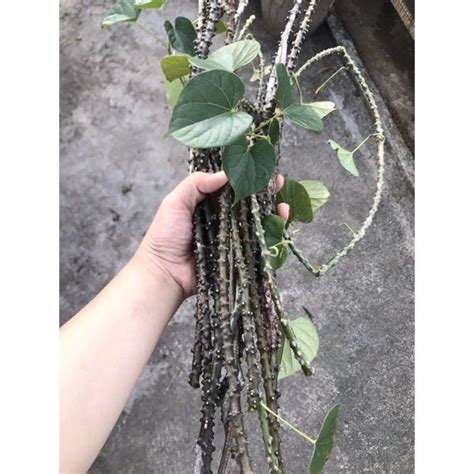 Makabuhay Plant Rooted and Cuttings Herbal / Medicinal | Lazada PH