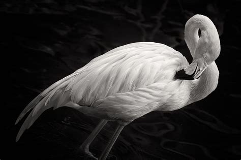 Black and White Flamingo by Adam Romanowicz | White flamingo, Flamingo pictures, Flamingo wall art