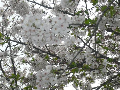 Kagoshima with pictures: Cherry Blossom season in Kagoshima