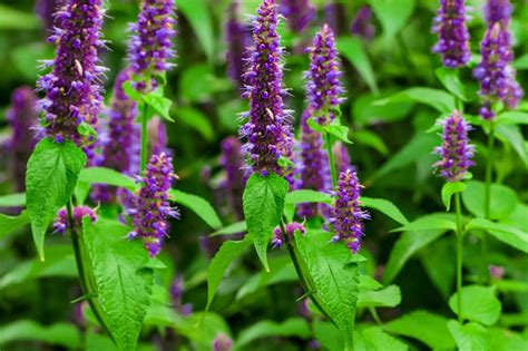 Growing the Scented Herb Garden