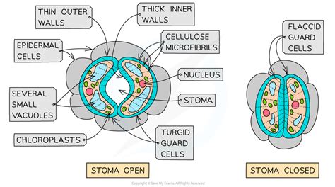 CIE A Level Biology复习笔记14.2.2 Guard Cells-翰林国际教育