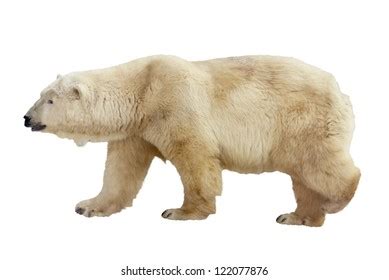 Polar Bear Isolated On White Background Stock Photo 2082924676 | Shutterstock