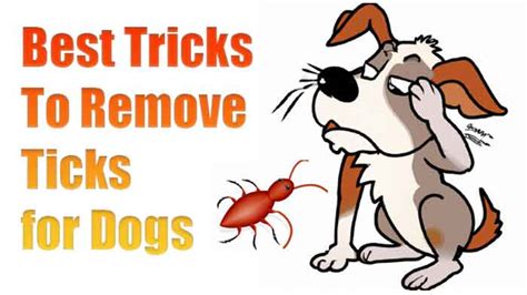 5 Best Tricks to Remove Ticks for Dogs