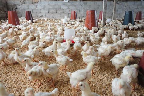 Cameroun : Une ferme peut-elle abriter les poules pondeuses et de chair ? - La Voix Du Paysan