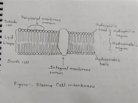 [Solved] Diagram the structure of a cell membrane, labeling the ...