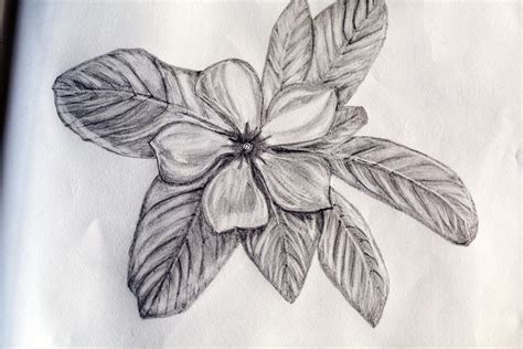 Periwinkle Flower Drawing