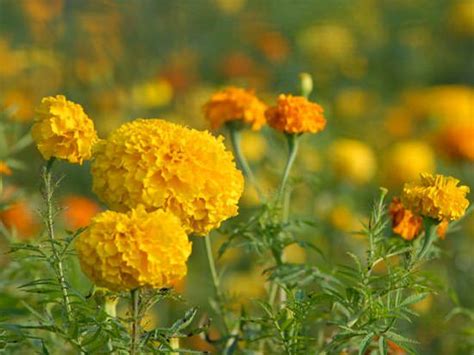 24 Best Winter Flowering Plants in India • India Gardening