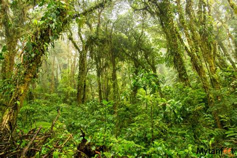 Santa Elena Cloud Forest Reserve: The Cloud Forest Guide