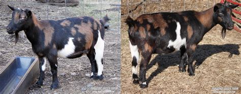 Nigerian Dwarf Breed - Paradise Valley Farm