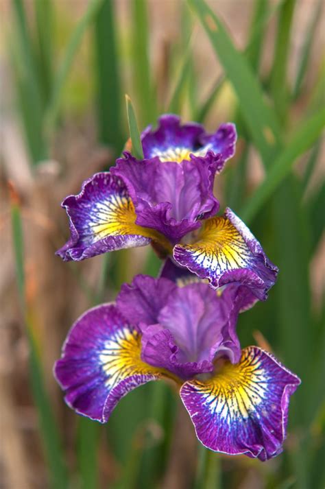 How to Grow and Care for Siberian Iris