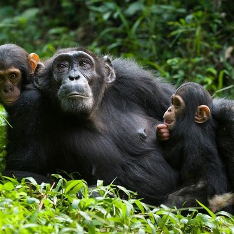 Nyungwe National Park Tour-Chimpanzees and Monkeys - Home Rwanda Safaris