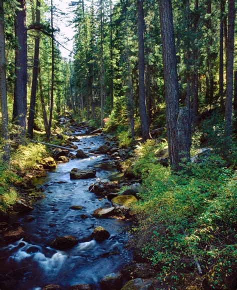 River flowing through a forest South Fork Upper Rogue River Rogue River Siskiyou National Forest ...