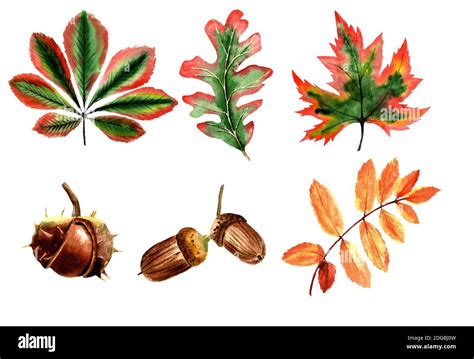 Chestnut leaf drawing hi-res stock photography and images - Alamy