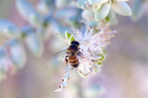 How to humanely remove a bees nest from your home, according to experts ...