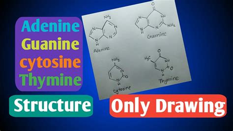 Structure Of Adenine Guanine Cytosine Thymine