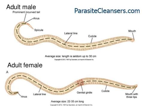 Circulatory System In Ascaris Lumbricoides | The Best Porn Website