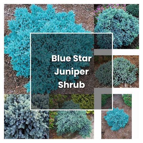 How to Grow Blue Star Juniper Shrub - Plant Care & Tips | NorwichGardener