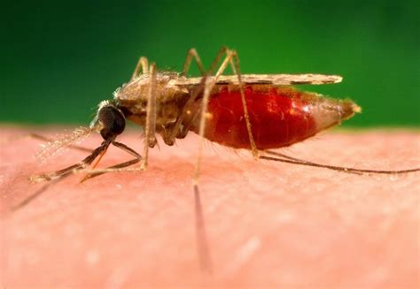 Free picture: photograph, shows, anopheles minimus, malaria, vector ...