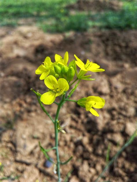 Mustard plant flower stock image. Image of mustard, phool - 177345641