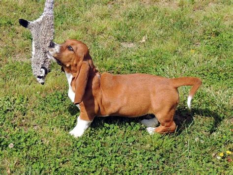 bagle hound puppies for sale - Google Search | Hound puppies, Basset hound puppy, Puppies