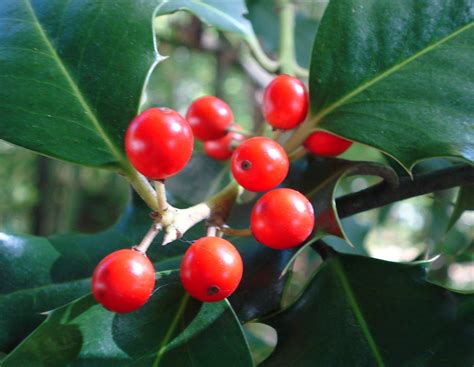 Holly | Description, Trees, Facts, & Species | Britannica