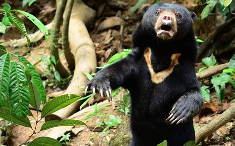 Welcome to the world’s only sun bear conservation centre | Free ...