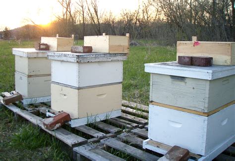 3 Hive Types & How to Choose the Right One for You - Hobby Farms