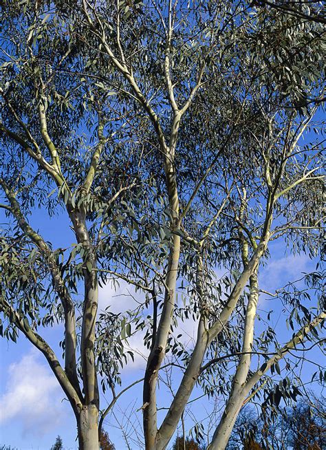 Eucalyptus Gunnii Photograph by Suzie Gibbons