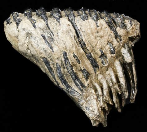 7.6" Rare Fossil Palaeoloxodon M2 Molar - Germany (#45361) For Sale - FossilEra.com