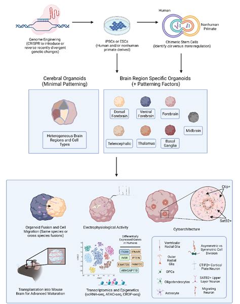 Unraveling Human Brain Development and Evolution Using Organoid Models ...