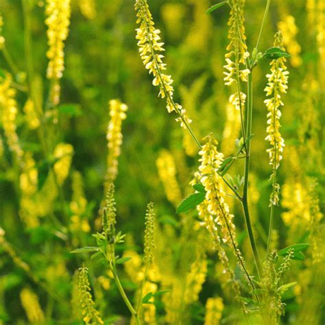 Yellow Sweet Clover - Melilotus officinalis - Great Basin Seeds