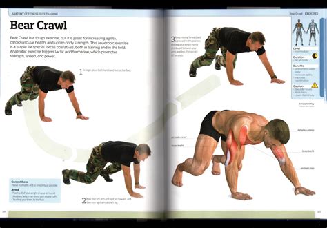 Bear Crawl Workout Benefits | EOUA Blog