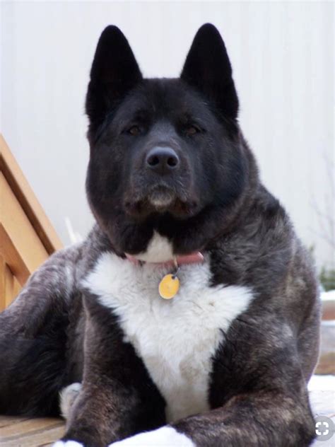 Akitas ROCK! | Wish List | Akita dog, Japanese dogs, Akita puppies