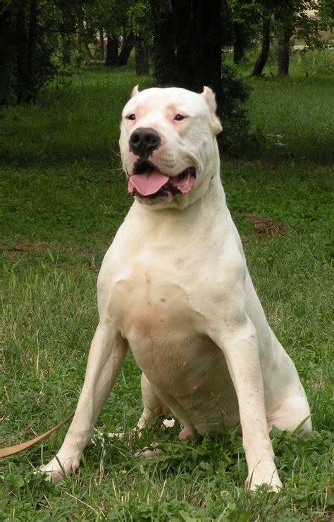 #Dogo #Argentino Bully Dog, Pitbull Dog, Lab Dogs, Dogs And Puppies, Doggies, Argentinian Dog ...