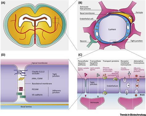 Stem Cell-Based Human Blood–Brain Barrier Models for Drug Discovery and Delivery: Trends in ...