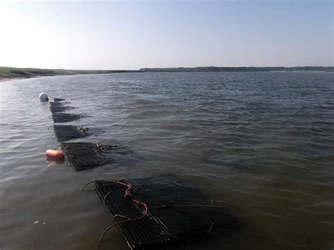 Oyster farming has developed methods of cultivating oysters while le