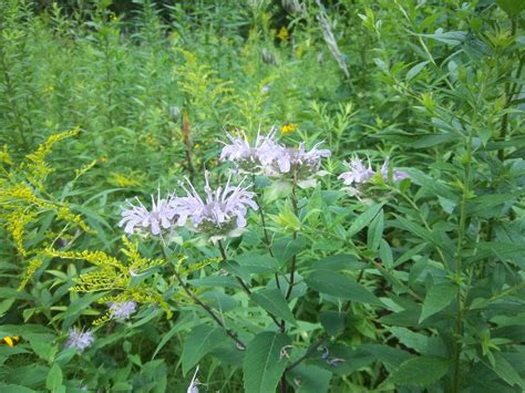 Pin on Sun Plants For Pollinators