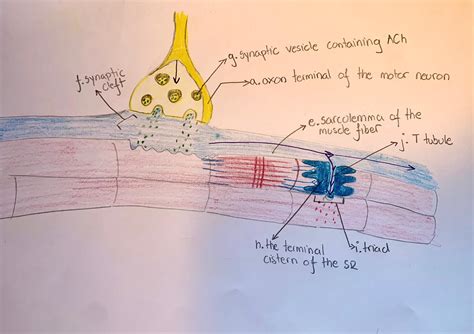 The events that occur at a neuromuscular junction are depict | Quizlet