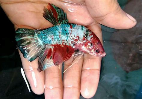 Giant Betta Fish #AquariumTanksIdeas | Ikan, Hewan, Seni