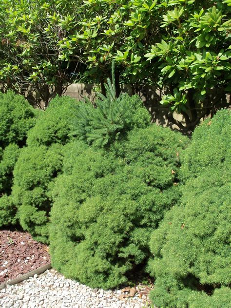 dwarf alberta spruce | TBR News Media