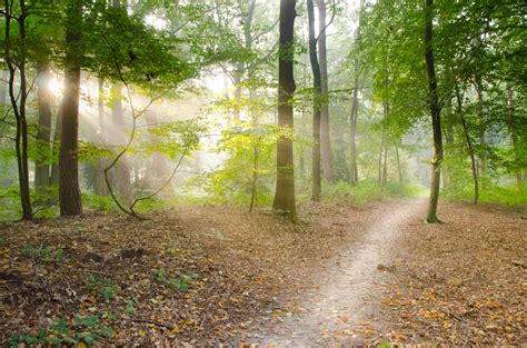 Les grandes forêts de France - Partie 1 - Blog d'EcoTree