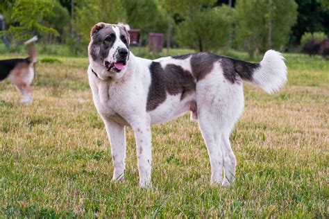 Central Asian shepherd: Dog breed characteristics & care