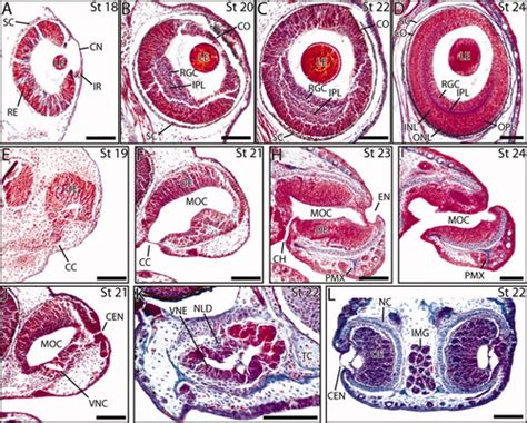 Embryonic Staging Table for a Direct‐Developing Salamander, Plethodon cinereus (Plethodontidae ...