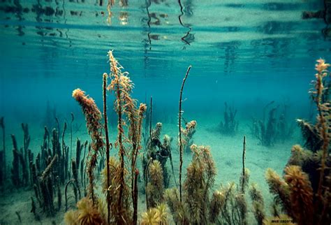 Lake Underwater | Wallpapers Gallery