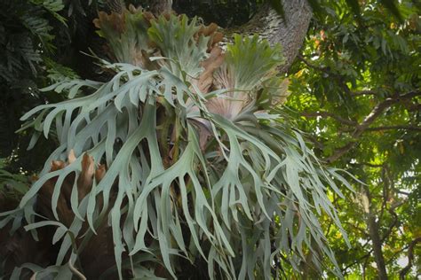 Platycerium bifurcatum: Growing and caring for Staghorn Fern