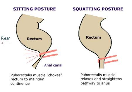 The Rectum - What Happens When You Sit