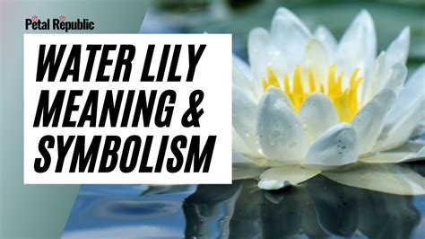 Water Lily Flower Symbolism | Best Flower Site