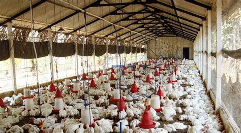 Starting Broiler Poultry Farming Business Plan (PDF) - StartupBiz ...