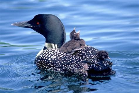 Loon with chicks Loon chicks riding on parent cute bird | Etsy